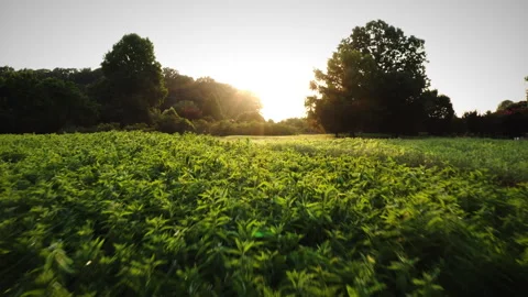 Plant Field Stock Footage 255063920