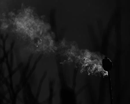 Plant on Fire Stock Photos