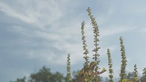 Plant - Flat Profile Stock Footage 79544586