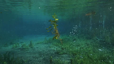 Plant floats between surface of the water and the rising bubbles of the pond Stock Footage 227132605