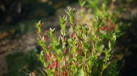  plant, flora Video stock 587157