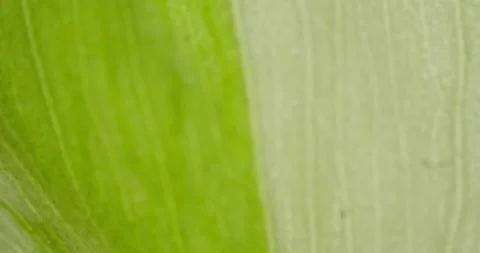 Plant flower extreme microscope close-up 스톡 동영상 293797420
