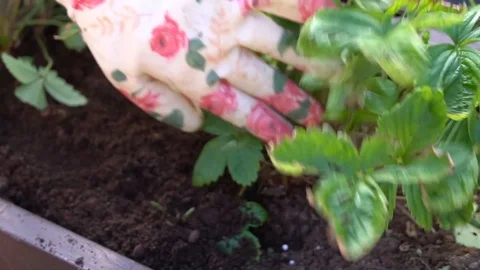 Plant the flower Stock Footage 111305588