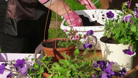 Plant a flower in a pot Stock Footage 134229991