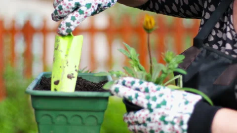 Plant a flower in a pot Stock Footage 136954371