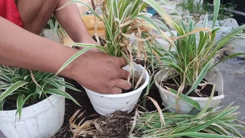 Plant flower pot Stock Footage 250681883