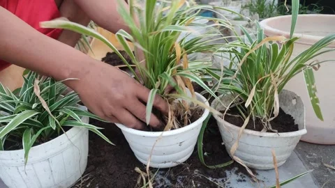Plant flower pot Stock Footage 250682311