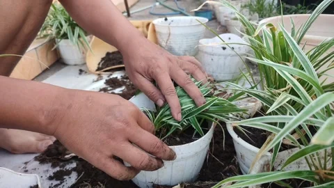 Plant flower pot Stock Footage 250682358