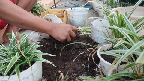 Plant flower pot Stock Footage 250682599