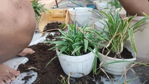 Plant flower pot Stock Footage 250682715