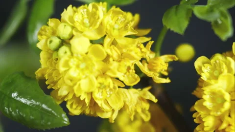 Plant flowering in spring and then the leaves wither. Stock Footage