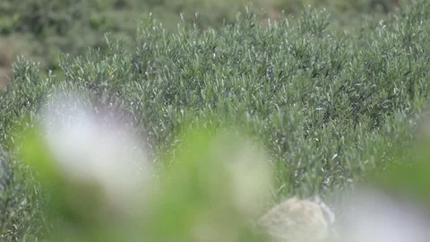 Plant flowers of capers Stock Footage 71202467