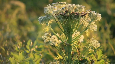 Plant, flowers Video stock 587857