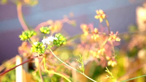 Plant flowers Stock Footage 73210163