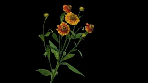 Plant flowers on isolated background Stock Footage 99861607