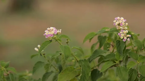 Plant with flowers in wind Stock Footage 157169767