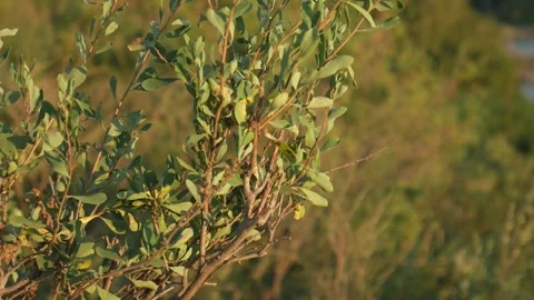 A plant fluttering in the wind in a summertime Stock Footage 248203532