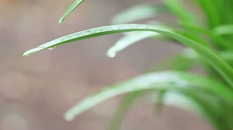 Plant foliage with raindrops Stock Footage 42987242