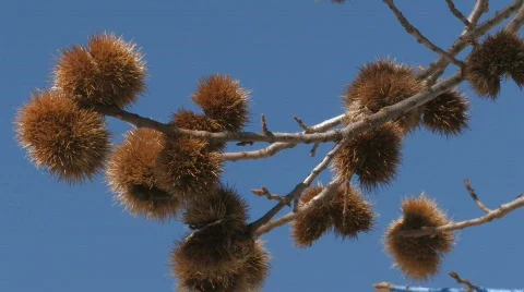 Plant Vídeo Stock 571484