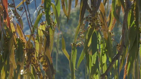  Plant Vídeos de archivo 571504