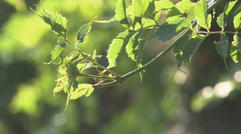 Plant Video stock 573807