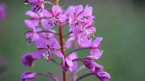 Plant 動画素材 586673