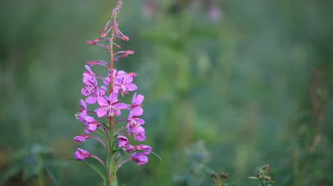 Plant Stockbeeldmateriaal 586830