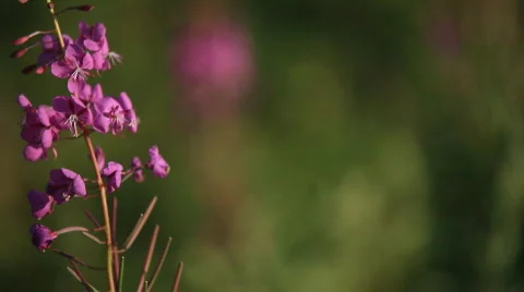 Plant Stockbeeldmateriaal 586864