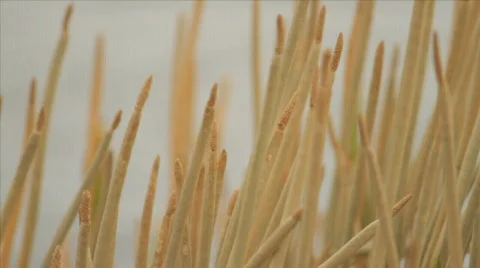 Plant Stock Footage 609821