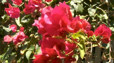 Plant Stock Footage 610044