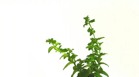 PLANT Stock Footage 753028