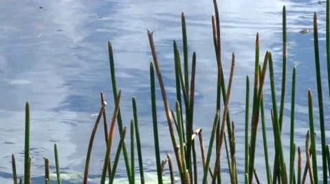 Plant 스톡 동영상 1088349