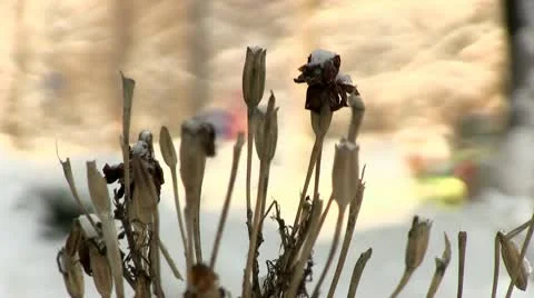 Plant Stock Footage 10700208