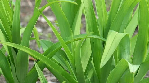 Plant Stock Footage 22984528