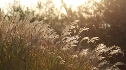 Plant Stock Footage 34671070