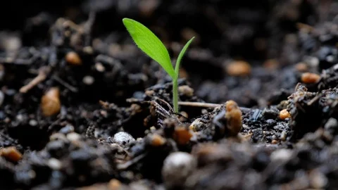 Plant Stock Footage 89922103