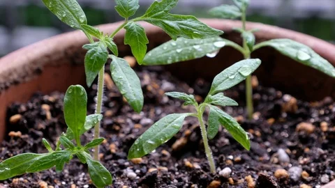 Plant Stock Footage 89958336