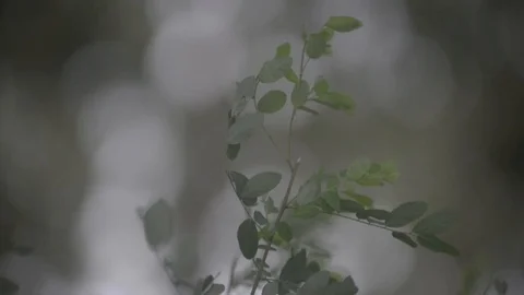 Plant Stock Footage 91885487