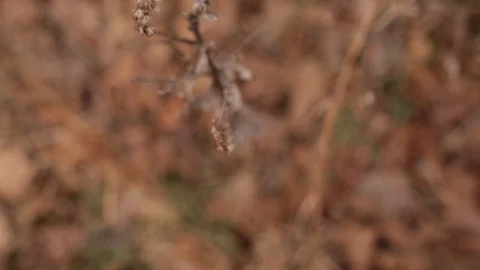 The Plant Video stock 104975231