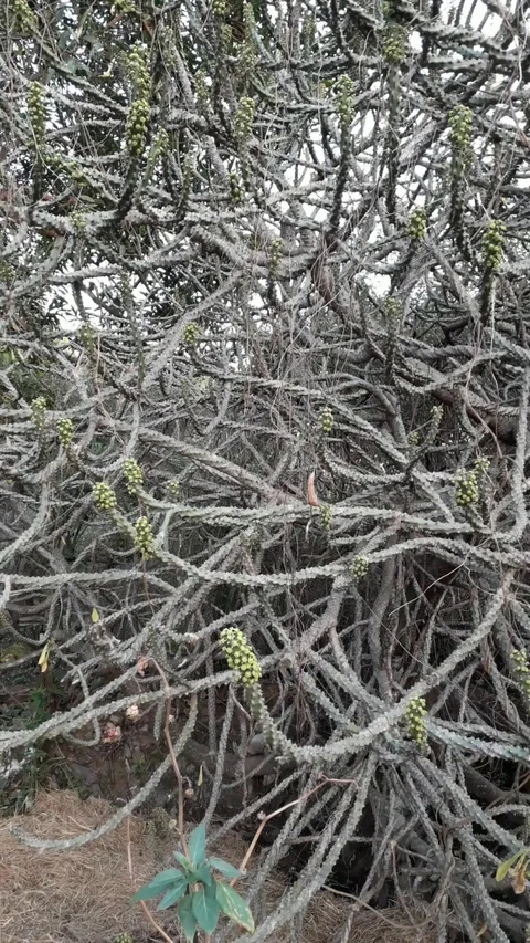 Plant Stock Footage 125924376