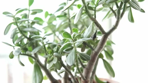 Plant Stock Footage 146093277