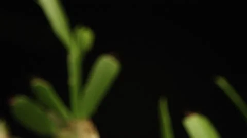 Plant Stock Footage 149248300