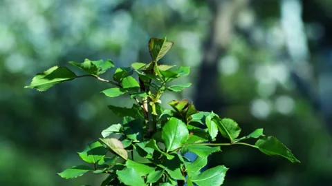 Plant Stock Footage 151059729
