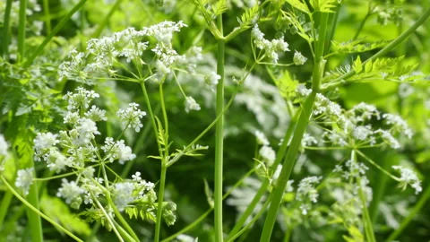 Plant Stock Footage 161889364