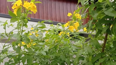 Plant Stock Footage 227663864