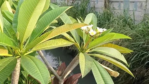 Plant Stock Footage 227877639