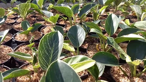 Plant Stock Footage 230700198