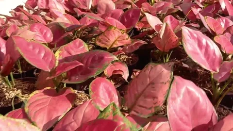 Plant Stock Footage 230700218