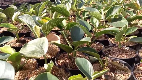 Plant Stock Footage 230700238