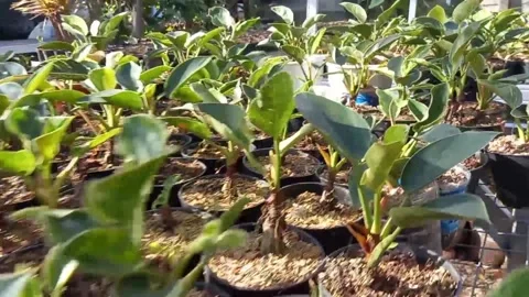 Plant Stock Footage 230700263